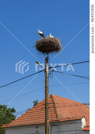 Storks family (Ciconia ciconia) nestled in their own nest on top of electric pole 96493906