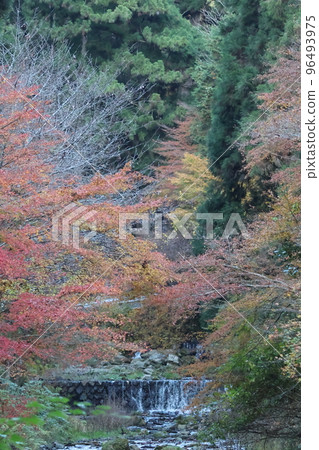 Autumn leaves of Kyoto Kibune shrine Autumn leaves of Kyoto Kibune shrine 96493975