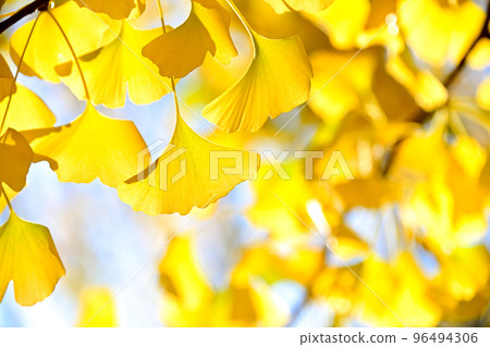 Autumn image ginkgo 96494306
