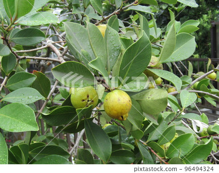 變色的番石榴的黃綠色果實 96494324