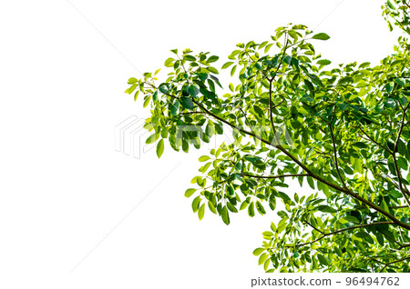 a branch full of beautiful leaves on a white background 96494762