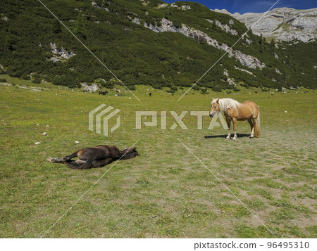 horses relaxing on grass in dolomites mountains background horses relaxing on grass in dolomites mountains background 96495310