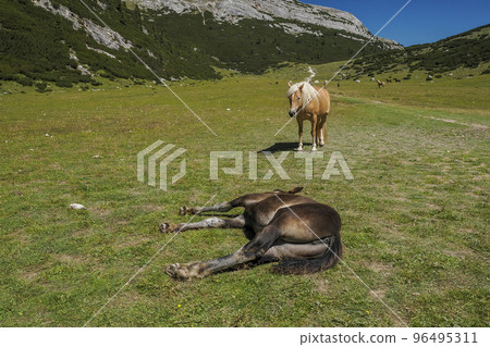 horses relaxing on grass in dolomites mountains background horses relaxing on grass in dolomites mountains background 96495311