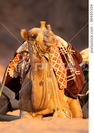 Camel with saddle in Jordan desert, portrait 96495504