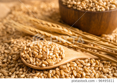 Grains and wheat ears from organic agriculture farm. 96495811