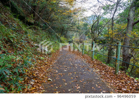 Autumn Chomonkyo Gorge with beautiful autumn foliage and valley [Yamaguchi Prefecture] 96496059