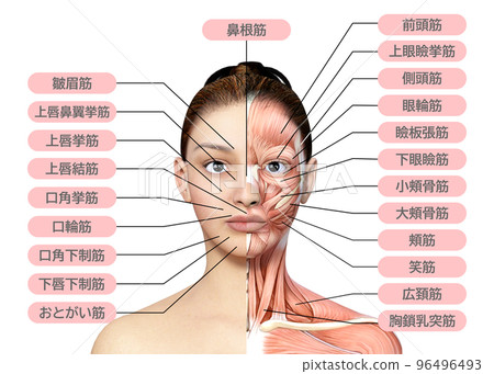 Left half of the face is muscular Left half of the body is muscular anatomy of a woman Illustration of a human anatomy Left half of the face is muscular Left half of the body is muscular anatomy of a woman Illustration of a human anatomy 96496493