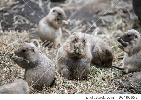 Ueno Zoo Prairie Dog 96496655