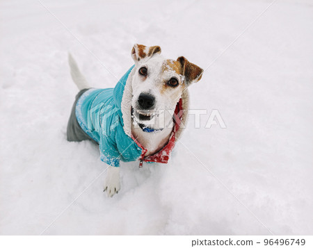 Dressed dog Jack Russell on a walk in the Stock Photo