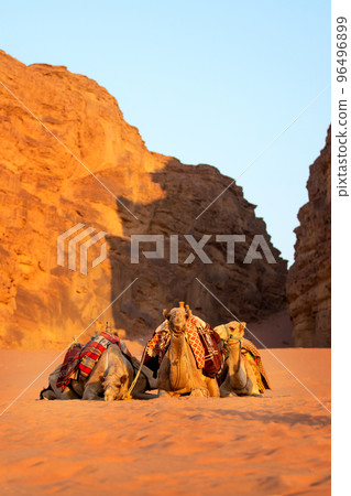 Camels lying down, desert sand, Wadi Rum, Jordan 96496899