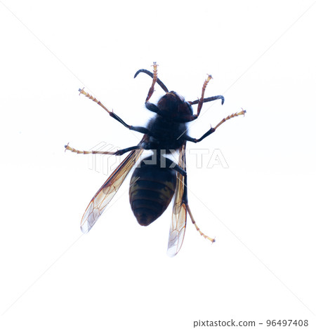 Bottom of a wasp against white background Bottom of a wasp against white background 96497408