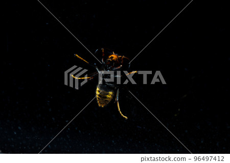 Scary wasp perched with dramatic lighting against black 96497412