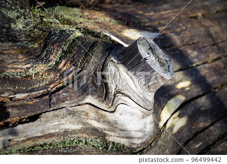 detail of an old rotten tree trunk detail of an old rotten tree trunk 96499442
