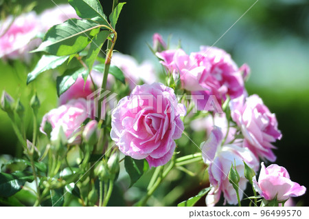 Flowers in a rose garden 96499570
