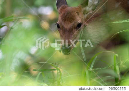 messenger of god? A deer that appeared in the Toshogu forest 96500255