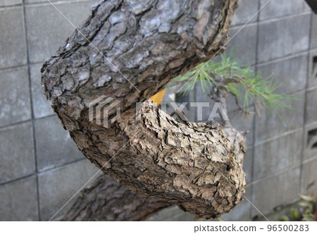 pine tree/twisted trunk pine tree/twisted trunk 96500283