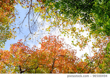 秋天的樹葉開始變色，紅、黃、橙、綠的漸變很美。 96500494