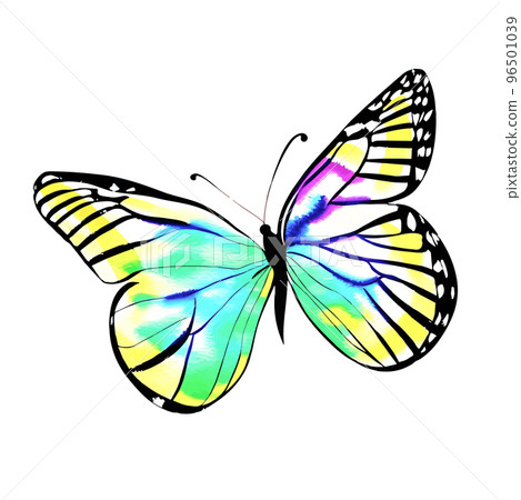 Vector colorful, yellow, blue and black wattercolor butterfly isolated on white background, fragile, beautiful, tropical insect, painted decoration Vector colorful, yellow, blue and black wattercolor butterfly isolated on white background, fragile, beautiful, tropical insect, painted decoration 96501039