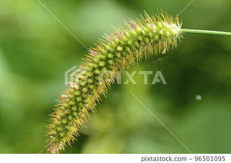 綠色狐尾草，一種常見的雜草 96501095