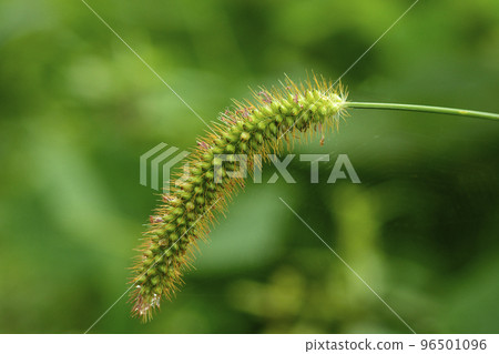 綠色狐尾草，一種常見的雜草 96501096