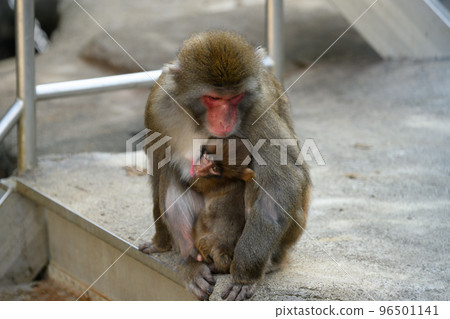 緊貼母親的日本獼猴寶寶 緊貼母親的日本獼猴寶寶 96501141