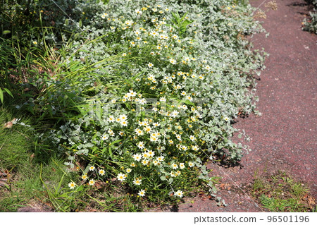Summer small chrysanthemum Summer small chrysanthemum 96501196