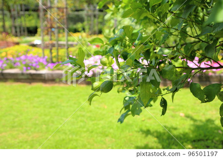 Fruit of lemon Fruit of lemon 96501197