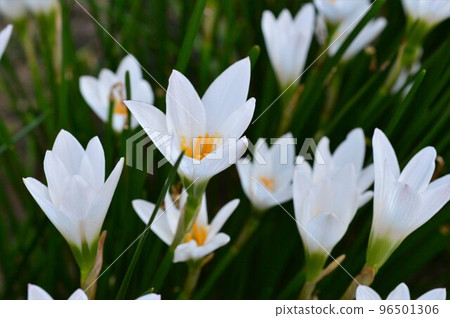 White flower Tamasudare (Zephyranthes) 96501306