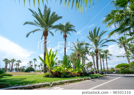 Magnificent palm park to the left of the Croisette and the yachts parking lots - behind Magnificent palm park to the left of the Croisette and the yachts parking lots - behind 96501310