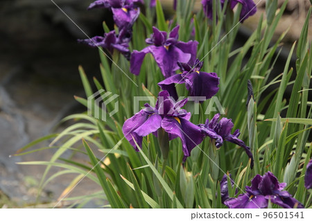 紫鳶尾三淵 96501541