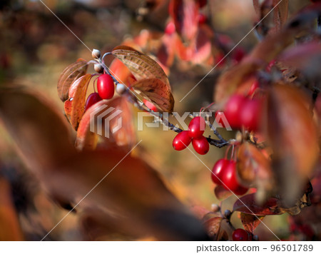 十一月成熟的山茱萸漿果 96501789