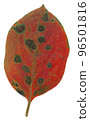 柿子葉子秋葉 96501816