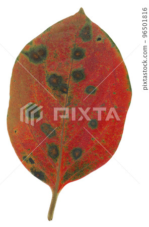 Autumn leaves of persimmon leaves 96501816