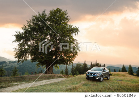 gray car near a big old beech tree in the mountains at sunset gray car near a big old beech tree in the mountains at sunset 96501849