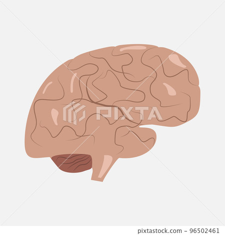Brain icon on a white background. Brain icon on a white background. 96502461