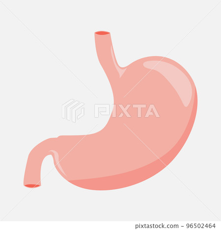 Stomach icon on a white background.  96502464