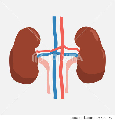 Kidneys icon on a white background. Kidneys icon on a white background. 96502469