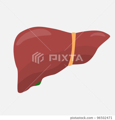 Liver icon on a white background. Liver icon on a white background. 96502471