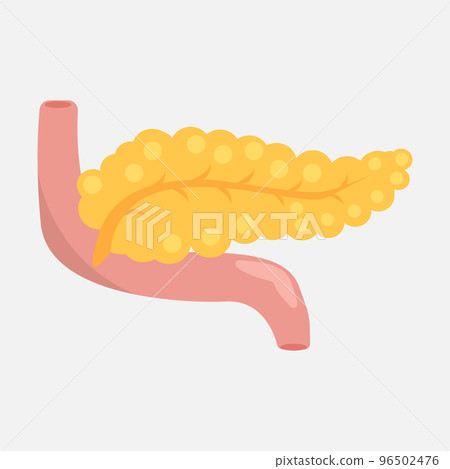 Pancreatic icon on a white background 96502476