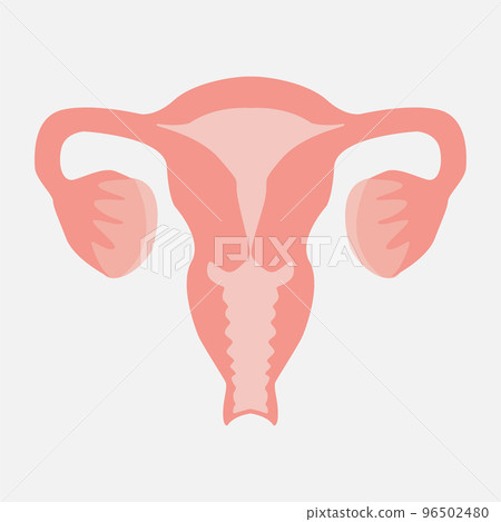 Ovarian icon on a white background Ovarian icon on a white background 96502480