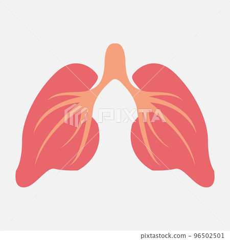 Icon of healthy lungs on a white background. Icon of healthy lungs on a white background. 96502501