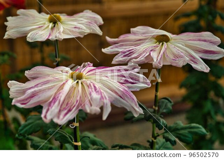 One character chrysanthemum with beautiful gradation One character chrysanthemum with beautiful gradation 96502570