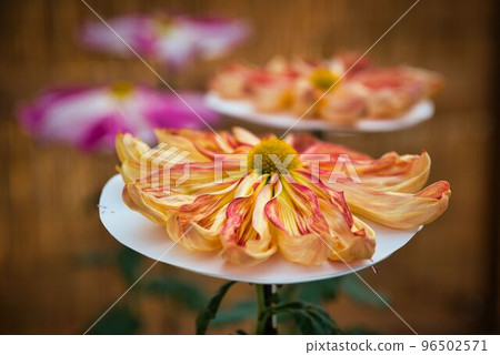 Orange Chrysanthemum 96502571