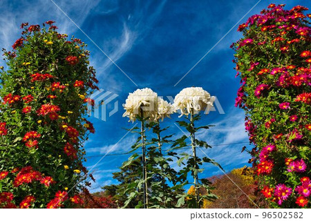 splendid chrysanthemum tower 96502582