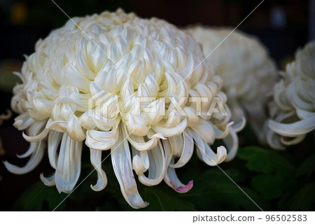 A thick-running large flower that shines in white 96502583