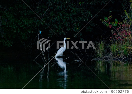 海濱食肉動物大白鷺和翠鳥 海濱食肉動物大白鷺和翠鳥 96502776