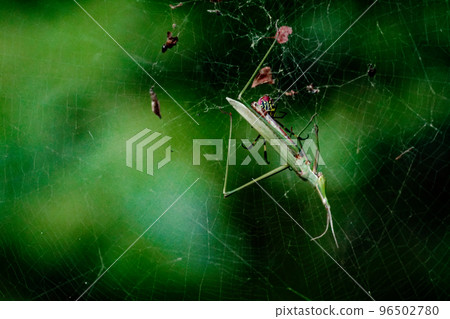 一隻 Nephila 蜘蛛捕食一隻蚱蜢 一隻 Nephila 蜘蛛捕食一隻蚱蜢 96502780