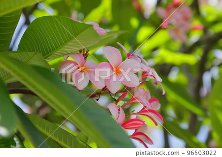 Hawaii's representative flower, pink plumeria Hawaii's representative flower, pink plumeria 96503022