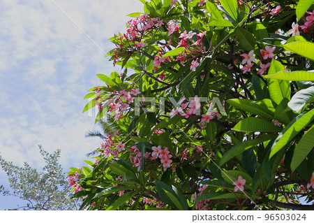 夏威夷的代表花，粉紅色的雞蛋花 96503024