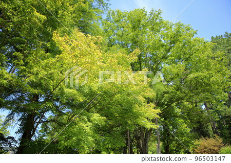 彩色的楓葉 彩色的楓葉 96503147